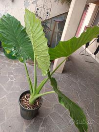 Pianta Alocasia ( orecchie d'elefante)