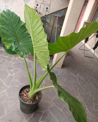 Pianta Alocasia ( orecchie d'elefante)