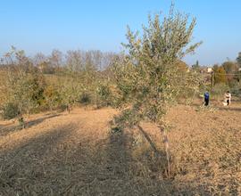 Oliveto già in produzione, 165 piante