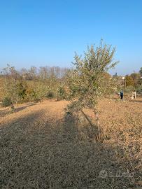 Oliveto già in produzione, 165 piante