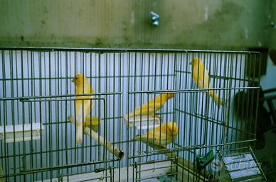 Canarini vari