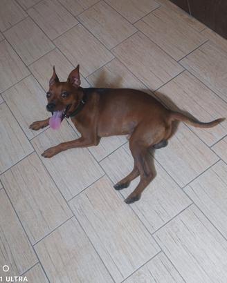 Pinscher nano maschio disponibile accoppiamento
