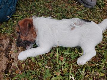 Maschi Jack Russell broken