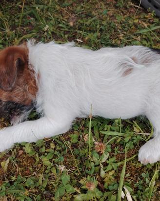 Maschi Jack Russell broken