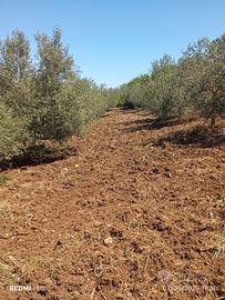 Terreno con alberi di olivo coltivato