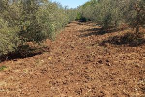 Terreno con alberi di olivo coltivato