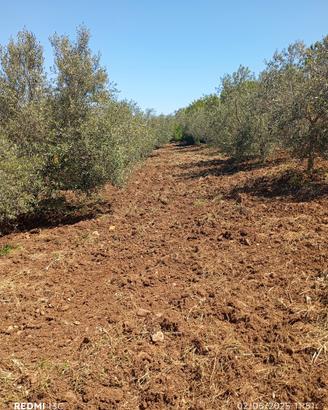 Terreno con alberi di olivo coltivato
