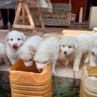 Cuccioli pastori abruzzesi