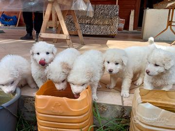 Cuccioli pastori abruzzesi