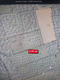 Uliveto a Caprarica di Lecce