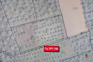 Uliveto a Caprarica di Lecce