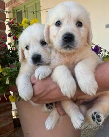 Golden Retriever cuccioli