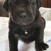 Cane corso cuccioli