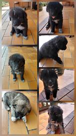 Cuccioli metticci