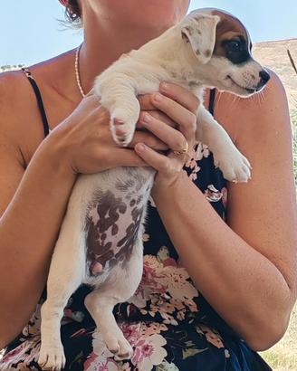 Cuccioli di Jack Russel