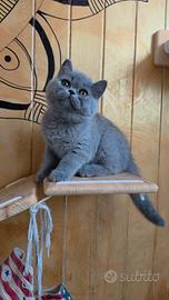 Cucciole British Shorthair