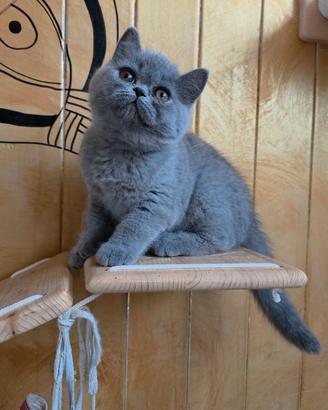 Cucciole British Shorthair