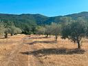 terreno-agricolo-di-35-ettari