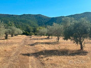 Terreno agricolo di 35 ettari