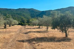 Terreno agricolo di 35 ettari