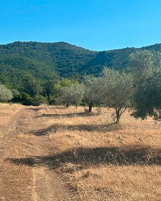 Terreno agricolo di 35 ettari