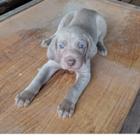 Cuccioli di weimaraner con pedigree