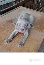 Cuccioli di weimaraner con pedigree