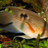 Cleithracara marooni