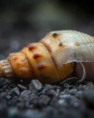 Lumache Acquario Thiara Winteri Pulitrici fondo