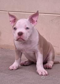 American bully pocket femmina