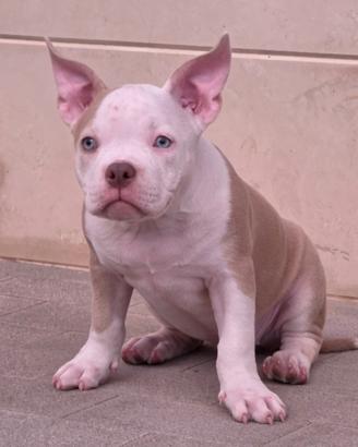 American bully pocket femmina