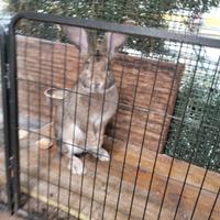 Coniglio gigante delle fiandre