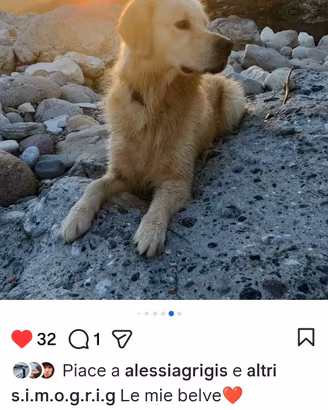 Cani accoppiamento
