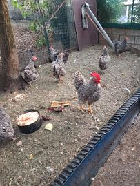 Galline Amrock 