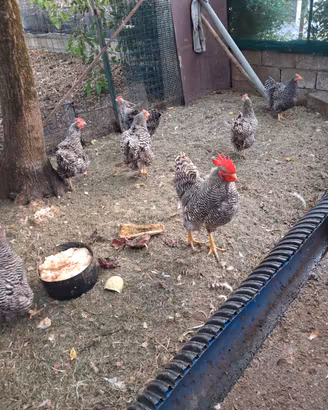 Galline Amrock 