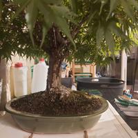 Bonsai Acero Palmatum  " ARAKAWA " da Collezione