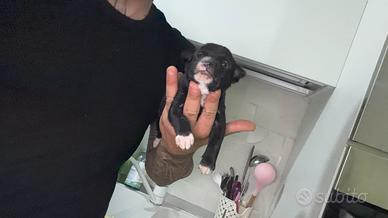Topolini di pincher chihuahua toy
