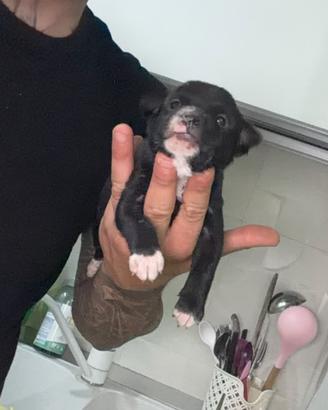 Topolini di pincher chihuahua toy