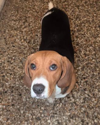 Cane Beagle maschio