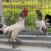 Galli razza nana splash