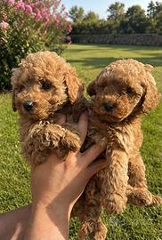 Maltipoo