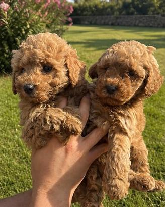 Maltipoo
