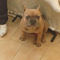 Bulldog francese
