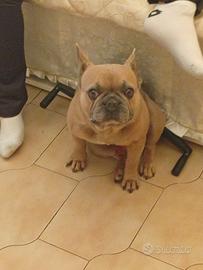 Bulldog francese