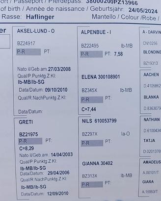 Puledro di anni due razza HAFLINGER intero