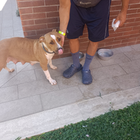 Amstaff