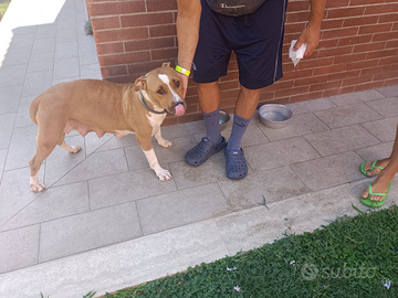 Amstaff