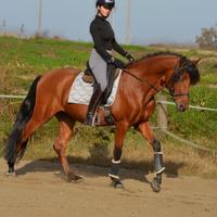 Cavallo PRE