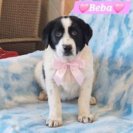 Cuccioli taglia medio grande in adozione