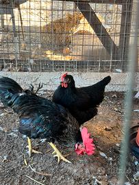 Galline Marans